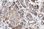 SNX10 Antibody in Immunohistochemistry (Paraffin) (IHC (P))