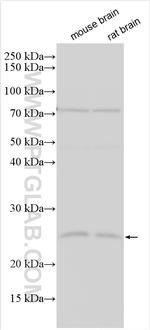 SNX10 Antibody in Western Blot (WB)