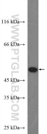 TUFM Antibody in Western Blot (WB)