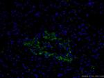 SLC17A9 Antibody in Immunohistochemistry (PFA fixed) (IHC (PFA))