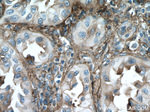 CYBRD1 Antibody in Immunohistochemistry (Paraffin) (IHC (P))