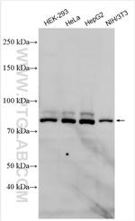 CENPB Antibody in Western Blot (WB)