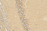 GPBAR1 Antibody in Immunohistochemistry (Paraffin) (IHC (P))