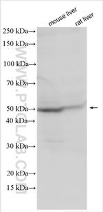 CCNJL Antibody in Western Blot (WB)