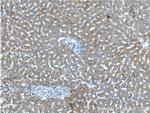 ENTPD5 Antibody in Immunohistochemistry (Paraffin) (IHC (P))