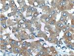 ENTPD5 Antibody in Immunohistochemistry (Paraffin) (IHC (P))