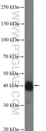 APTX Antibody in Western Blot (WB)