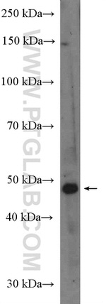 DIRC2 Antibody in Western Blot (WB)