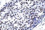 SFRS11 Antibody in Immunohistochemistry (Paraffin) (IHC (P))