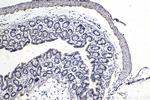 SFRS11 Antibody in Immunohistochemistry (Paraffin) (IHC (P))