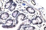 SFRS11 Antibody in Immunohistochemistry (Paraffin) (IHC (P))