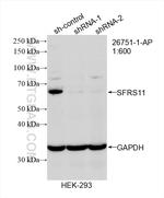 SFRS11 Antibody in Western Blot (WB)