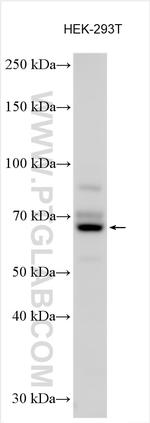 SFRS11 Antibody in Western Blot (WB)
