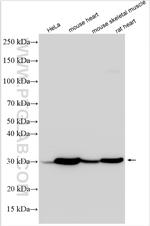 Myogenin Antibody in Western Blot (WB)