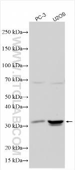 OLIG1 Antibody in Western Blot (WB)