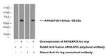 ARHGAP28 Antibody in Western Blot (WB)