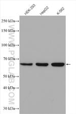HNRPLL Antibody in Western Blot (WB)
