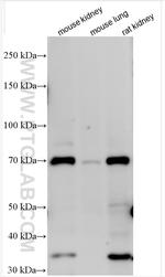 NaPi-IIa Antibody in Western Blot (WB)