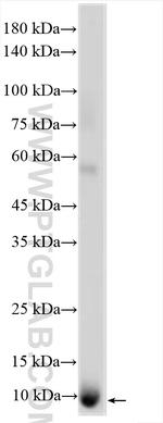 CXCL2 Antibody in Western Blot (WB)