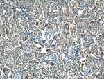 SLC22A7 Antibody in Immunohistochemistry (Paraffin) (IHC (P))