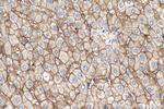 SLC22A7 Antibody in Immunohistochemistry (Paraffin) (IHC (P))