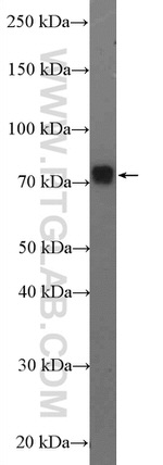 GPSM2 Antibody in Western Blot (WB)