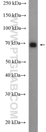 GPSM2 Antibody in Western Blot (WB)