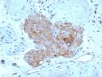 Anti Mullerian Hormone (AMH)/Mullerian Inhibiting Substance (MIS) Monoclonal Antibody (AMH/7354)