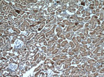 SLC25A12 Antibody in Immunohistochemistry (Paraffin) (IHC (P))