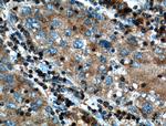SAMD8 Antibody in Immunohistochemistry (Paraffin) (IHC (P))
