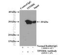 TP53RK Antibody in Immunoprecipitation (IP)