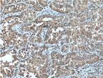 CPA4 Antibody in Immunohistochemistry (Paraffin) (IHC (P))