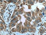 CPA4 Antibody in Immunohistochemistry (Paraffin) (IHC (P))
