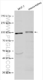 SLC12A9 Antibody in Western Blot (WB)