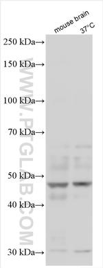 SUSD4 Antibody in Western Blot (WB)