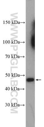 PLEKHA1 Antibody in Western Blot (WB)