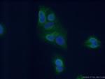 PLEKHA1 Antibody in Immunocytochemistry (ICC/IF)