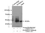 PLEKHA1 Antibody in Immunoprecipitation (IP)