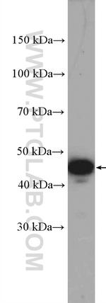 PLEKHA1 Antibody in Western Blot (WB)