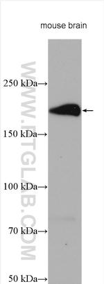 ADAMTS7 Antibody in Western Blot (WB)