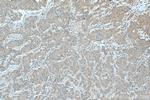 FLVCR1 Antibody in Immunohistochemistry (Paraffin) (IHC (P))