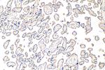 CRH/CRF Antibody in Immunohistochemistry (Paraffin) (IHC (P))