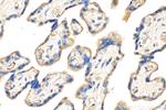 CRH/CRF Antibody in Immunohistochemistry (Paraffin) (IHC (P))