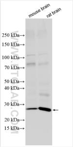 CRH/CRF Antibody in Western Blot (WB)