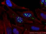 RRP12 Antibody in Immunocytochemistry (ICC/IF)
