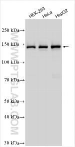 RRP12 Antibody in Western Blot (WB)