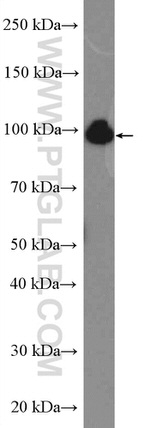 NOP14 Antibody in Western Blot (WB)