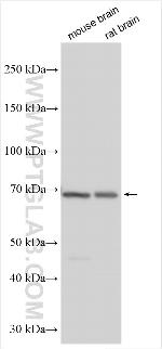 LRFN5 Antibody in Western Blot (WB)