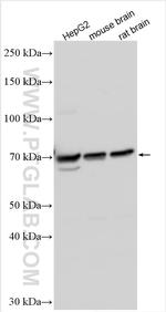 LRFN5 Antibody in Western Blot (WB)