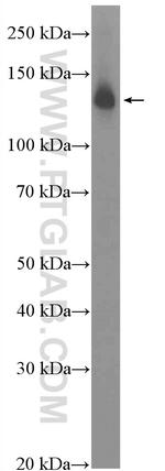 RFX1 Antibody in Western Blot (WB)